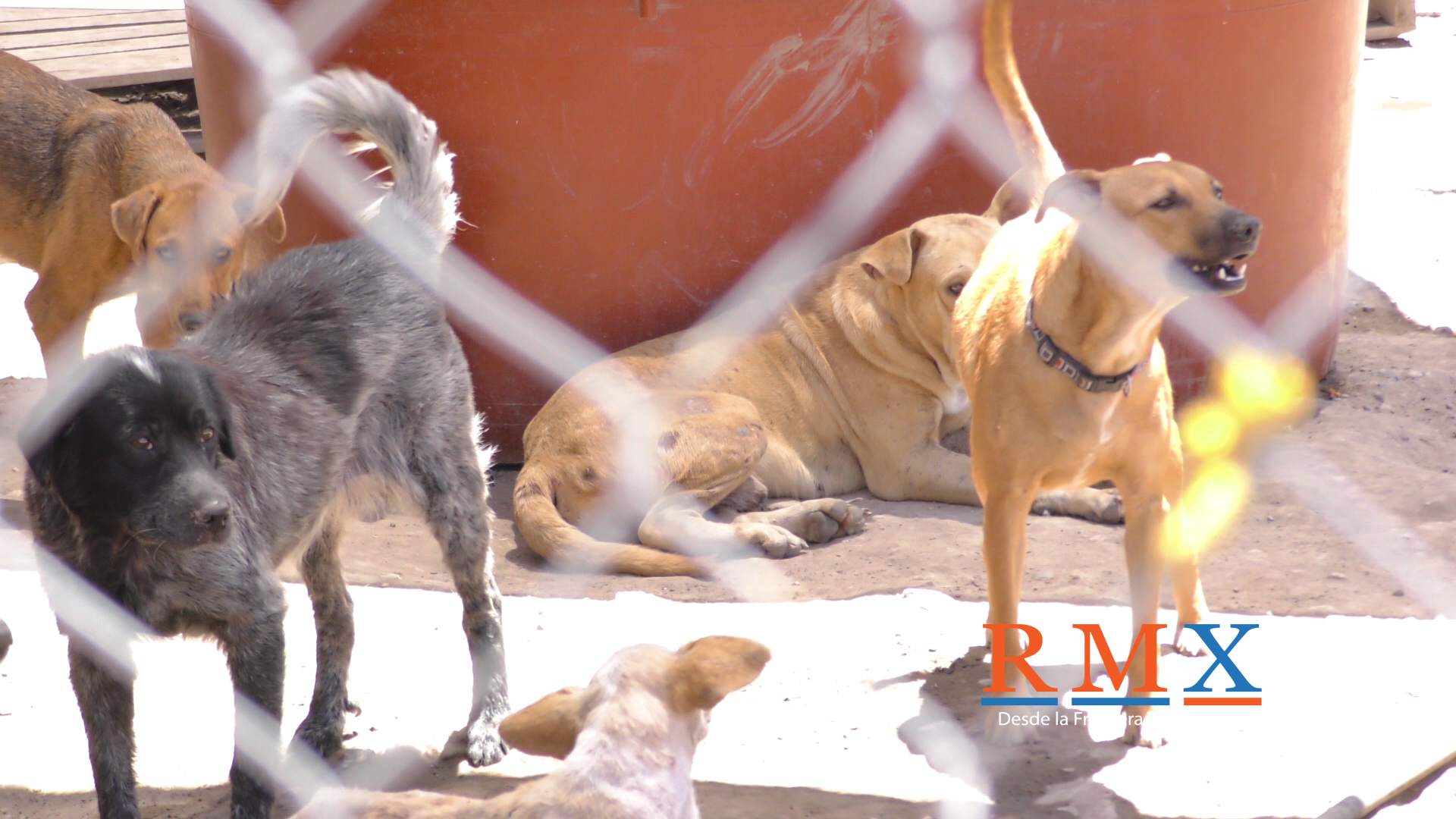 «REFUGIO ANIMAL REYNOSA», BRINDA UN HOGAR A MÁS DE 60 MASCOTAS.