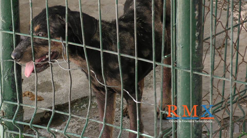 MASCOTAS YA NO SERÁN SACRIFICADAS EN LOS ANTIRRÁBICOS.