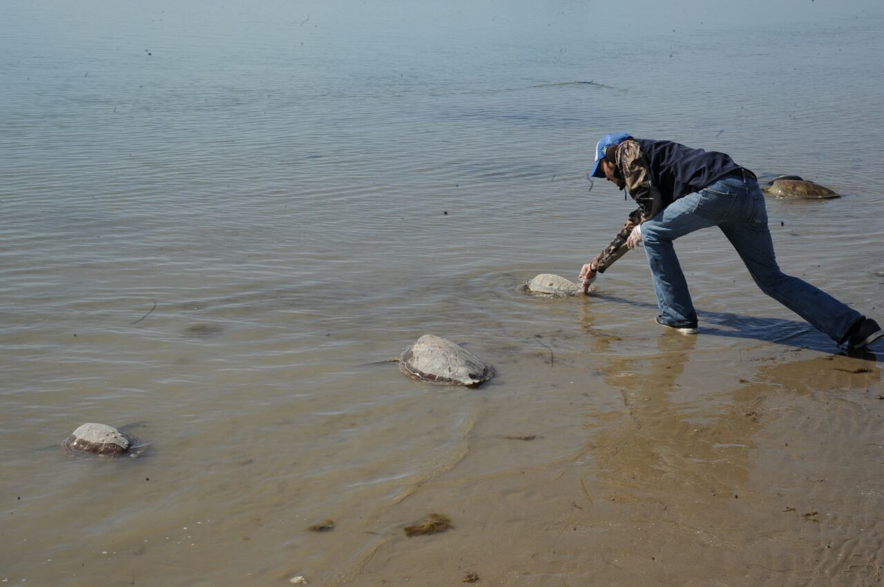 Rescatan y liberan a más de 200 tortugas varadas en playas de Tamaulipas