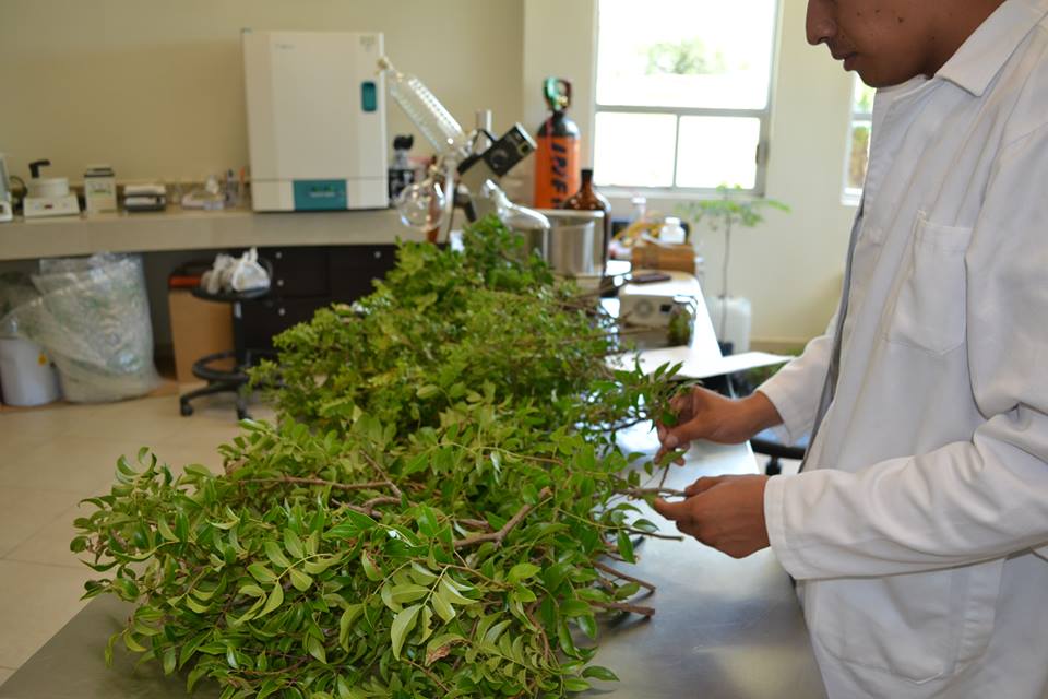 Mejoran proceso para secar y conservar plantas medicinales