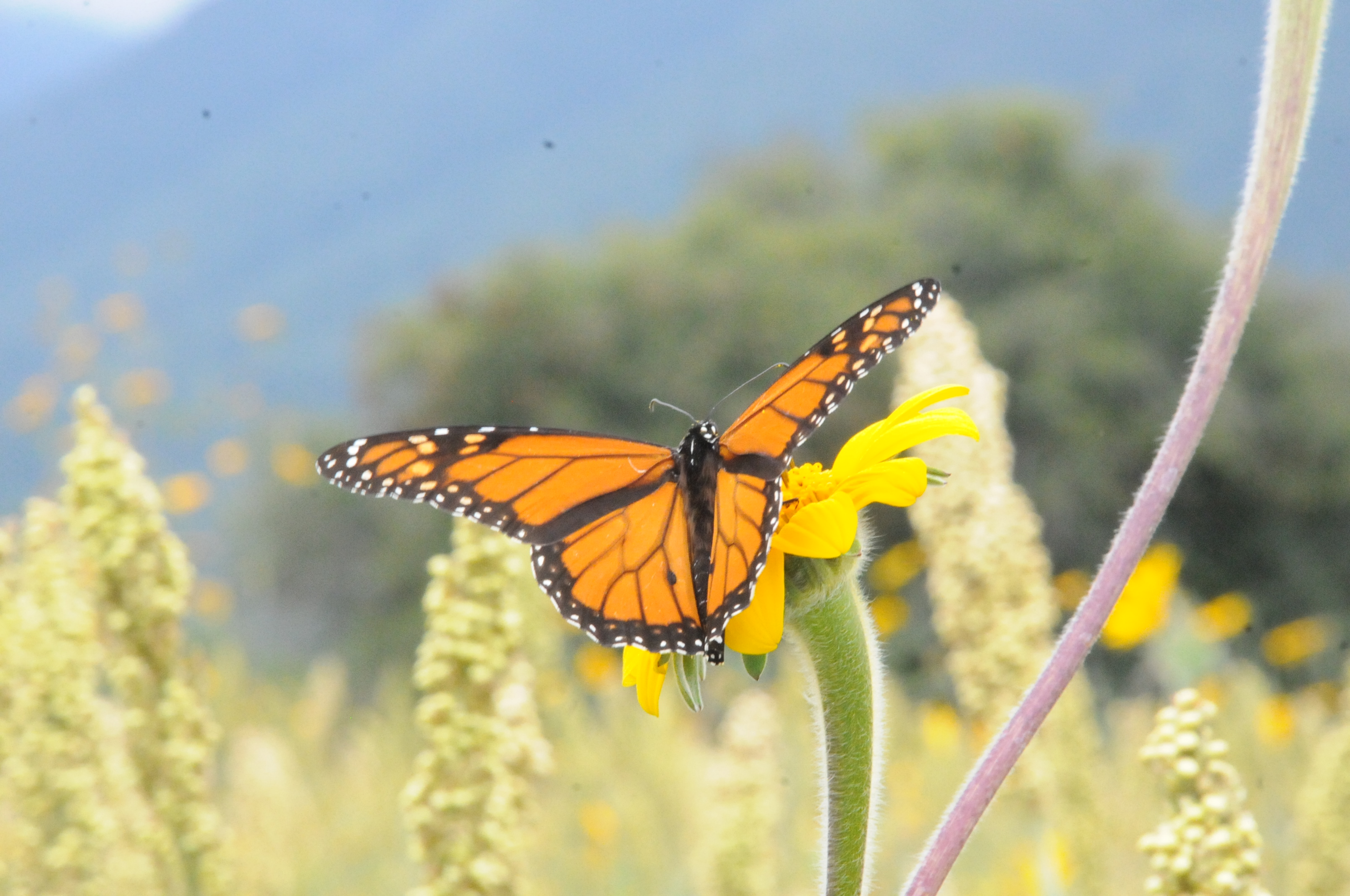 Promueve Gobierno de Tamaulipas áreas de alimentación de mariposa monarca