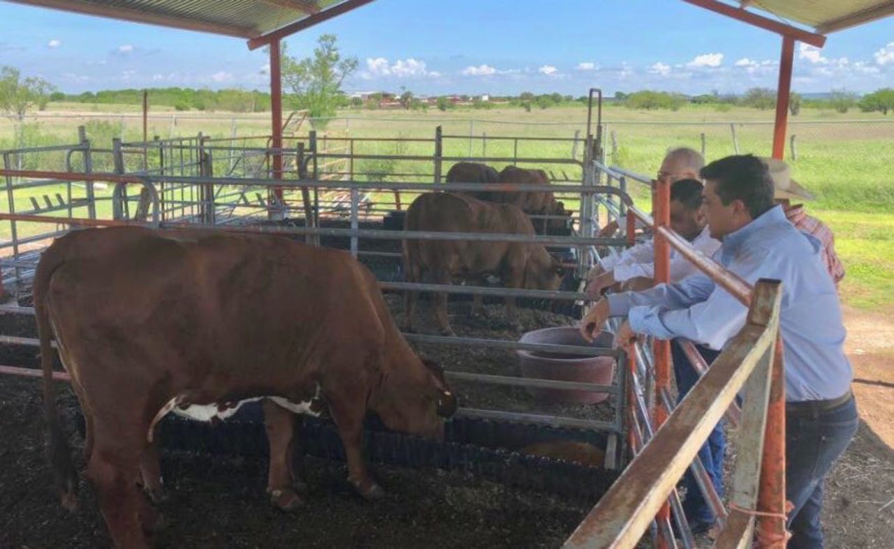 Impulsa Gobierno de Tamaulipas programa de mejoramiento genético al alcance de todos los ganaderos tamaulipecos