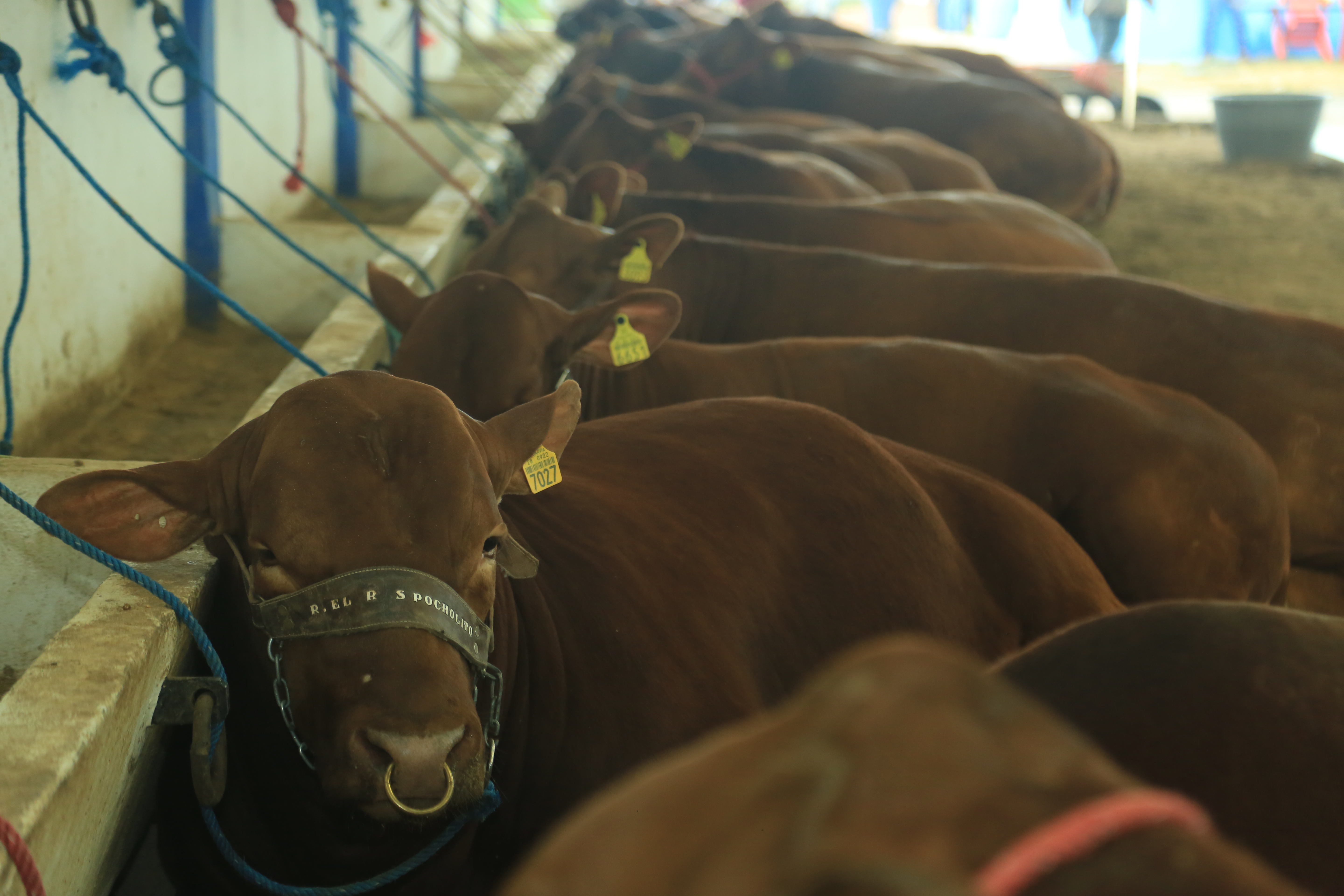 Muestra Tamaulipas lo mejor de su ganadería con subasta en la Feria Tam 2018