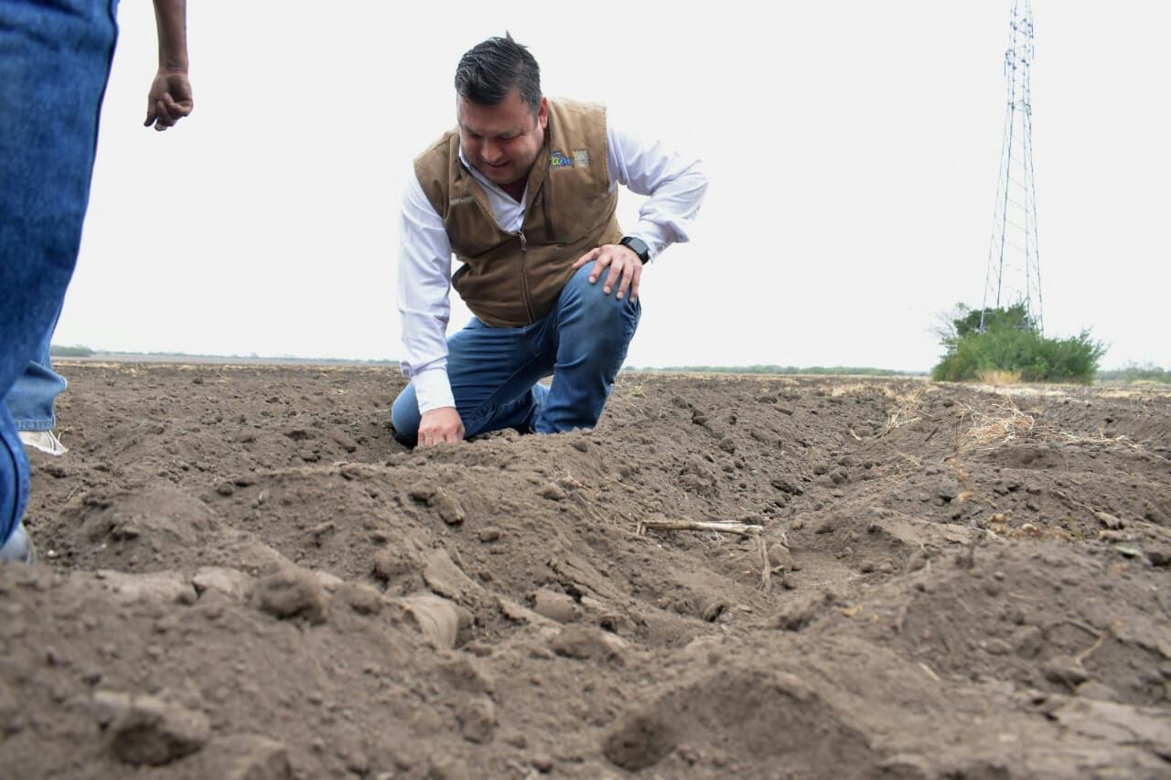 Sigue el dinamismo de siembra de sorgo en el Valle de San Fernando