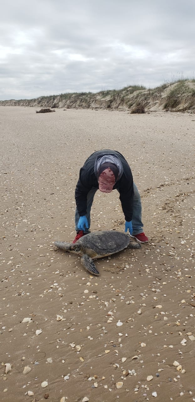 RESCATAN EJEMPLARES DE TORTUGA LORA Y TORTUGA VERDE ANTE BAJAS TEMPERATURAS