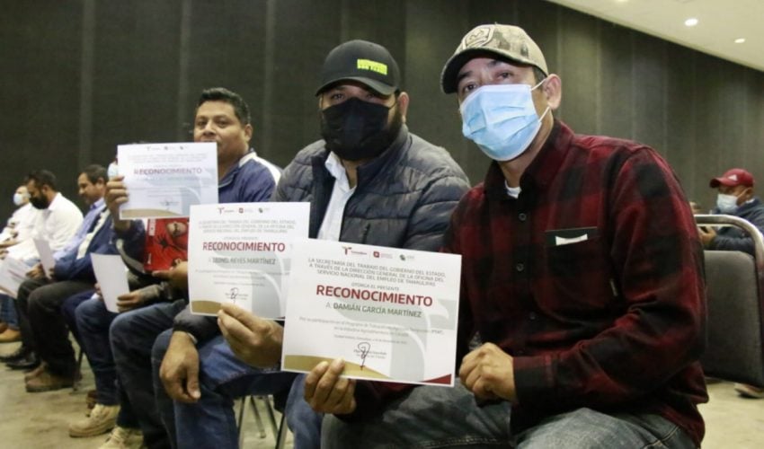 REGRESAN DE CANADÁ 330 TRABAJADORES AGRÍCOLAS TAMAULIPECOS DE 29 MUNICIPIOS DEL ESTADO