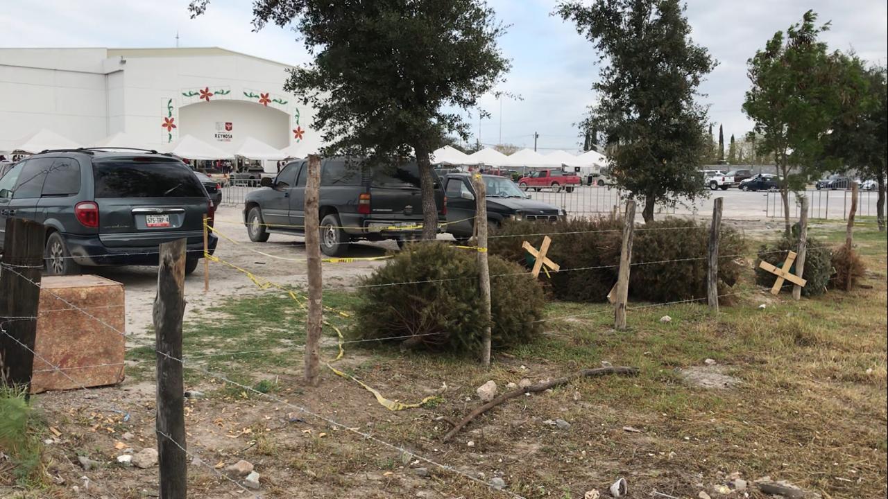 INSTALAN MÓDULO EN REYNOSA PARA RECICLAR PINOS DE NAVIDAD NATURALES