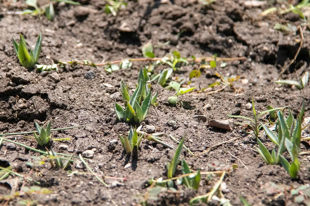 BUSCA LA UAT, PRESERVAR EL MAGUEY MEZCALERO