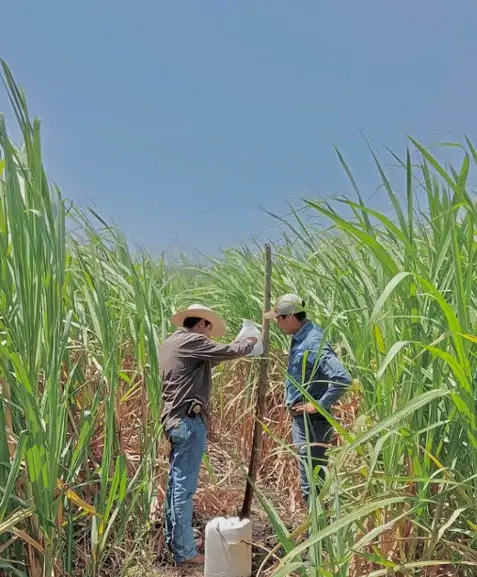 DESARROLLA LA UAT NUEVAS VARIEDADES DE CAÑA DE AZUCAR EN EL MANTE