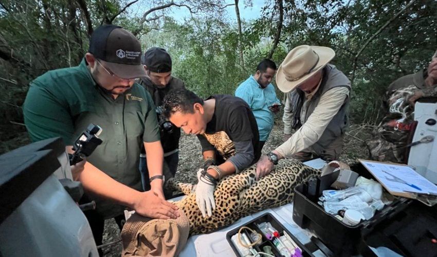 IMPULSA TAMAULIPAS CONSERVACIÓN DEL JAGUAR CON ESTACIONES DE FOTOTRAMPEO